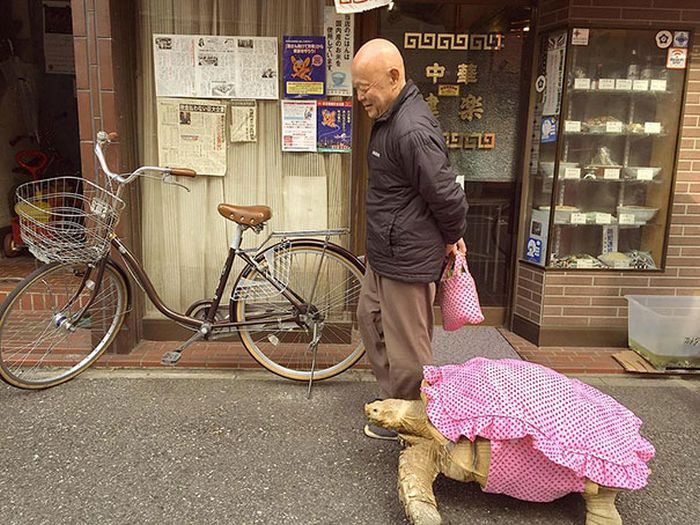 This Man Takes His Giant Pet Tortoise For Walks Around Tokyo (4 pics)