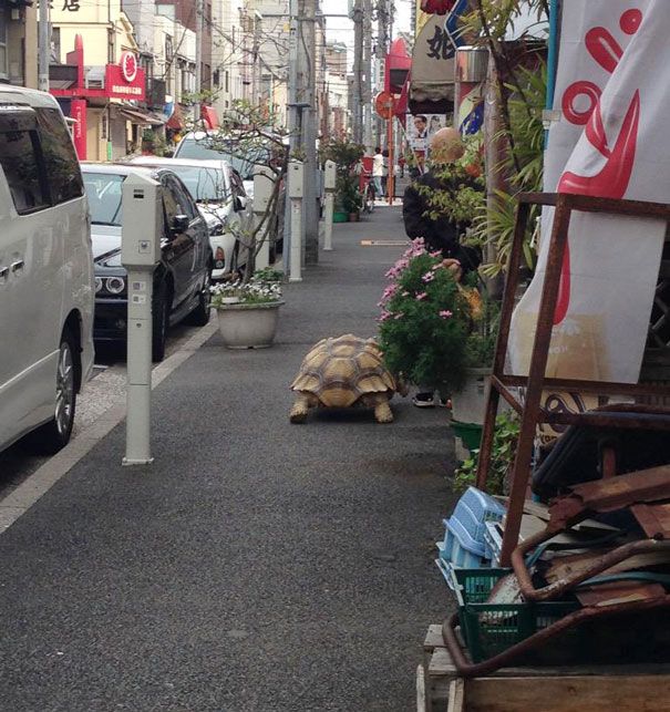 This Man Takes His Giant Pet Tortoise For Walks Around Tokyo (4 pics)