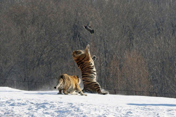 Tigers Hunting Makes For A Hilarious Fail (6 pics)