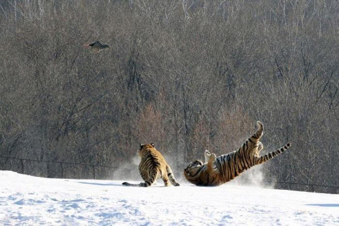 Tigers Hunting Makes For A Hilarious Fail (6 pics)