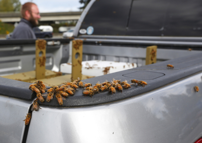 Millions Of Bees Flee From An Overturned Truck On The Seattle Highway (11 pics)
