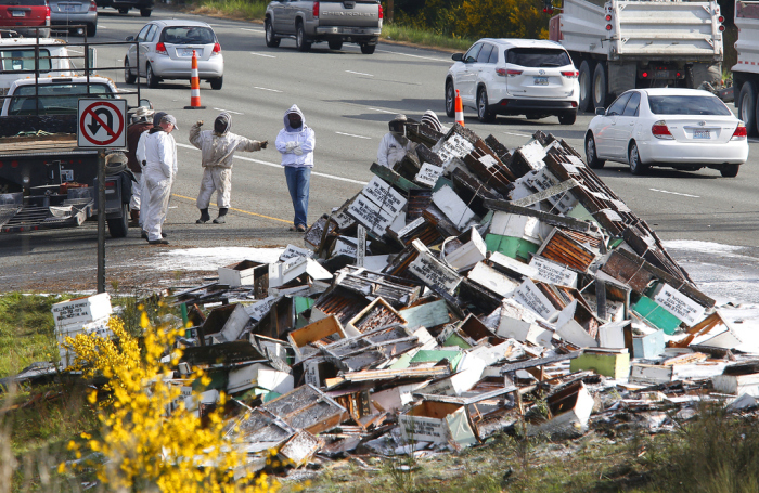 Millions Of Bees Flee From An Overturned Truck On The Seattle Highway (11 pics)