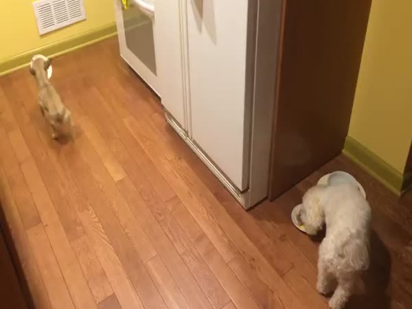 Dog Hates To Eat Alone