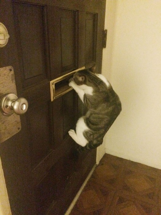 Cats Who Got Caught Being Funny (42 pics)