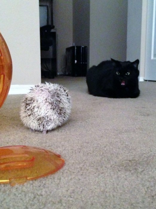 Cats Who Got Caught Being Funny (42 pics)