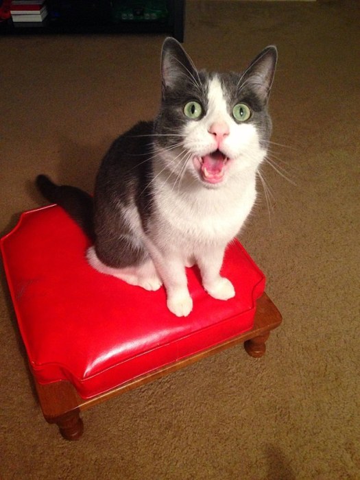 Cats Who Got Caught Being Funny (42 pics)
