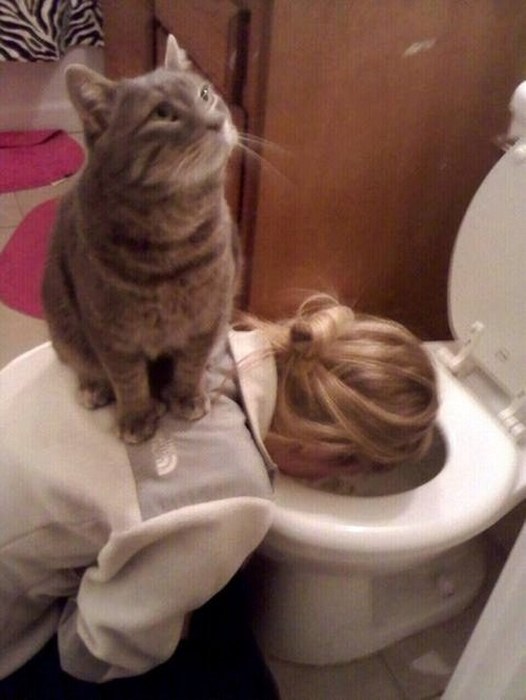 Cats Who Got Caught Being Funny (42 pics)