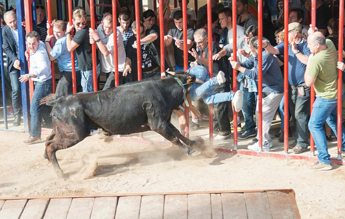 Man Gets Gored By A Bull On A Rampage (5 pics)