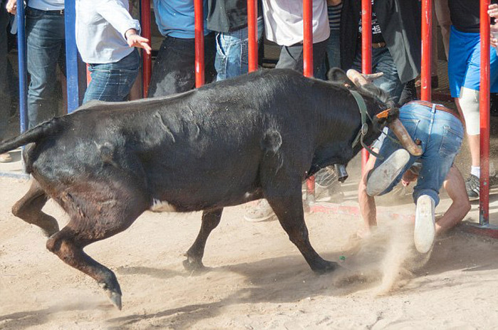 Man Gets Gored By A Bull On A Rampage (5 pics)