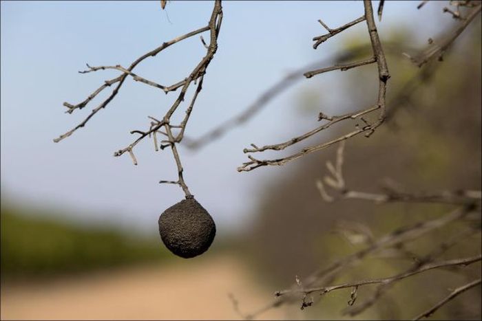 California Is Dealing With The Worst Drought In Years (26 pics)