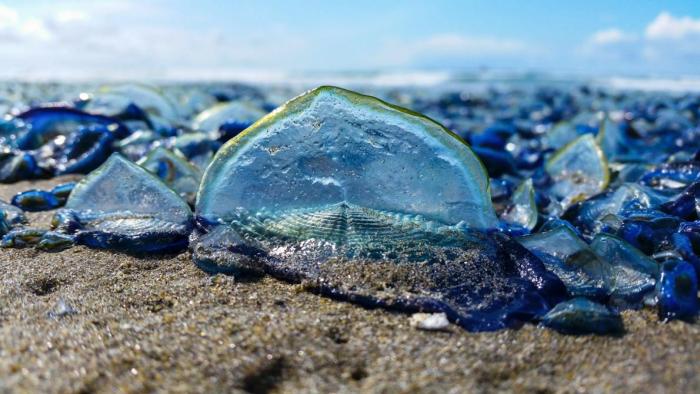 Billions Of Blue Jellyfish Wash Up On The West Coast (5 pics)