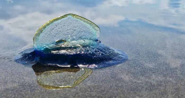 Billions Of Blue Jellyfish Wash Up On The West Coast (5 pics)