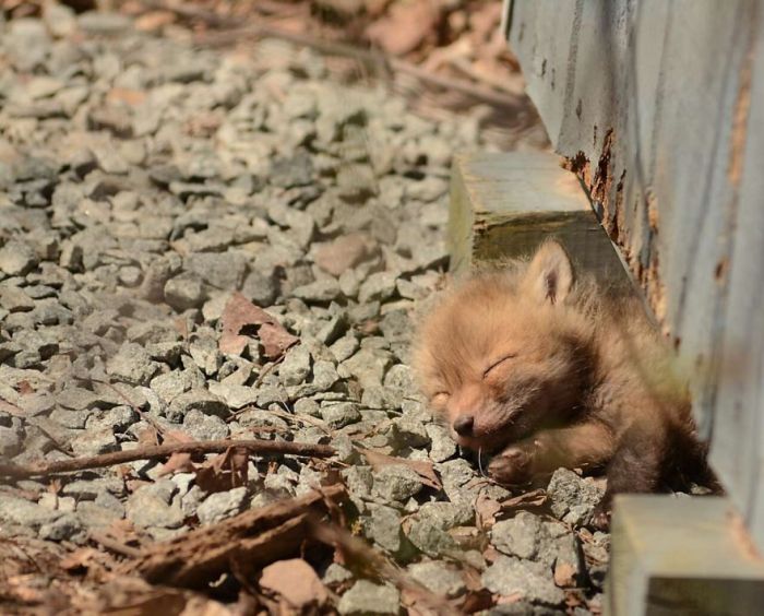 Father And Daughter Find Baby Foxes In Their Backyard (14 pics)