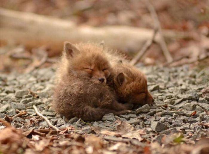 Father And Daughter Find Baby Foxes In Their Backyard (14 pics)