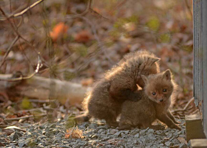 Father And Daughter Find Baby Foxes In Their Backyard (14 pics)
