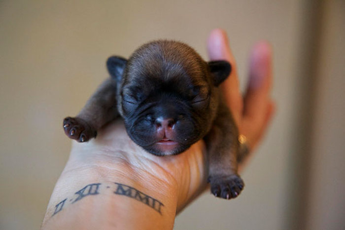 These Beautiful Bulldog Puppies Will Make You Melt (54 pics)