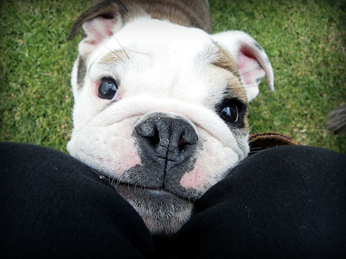 These Beautiful Bulldog Puppies Will Make You Melt (54 pics)