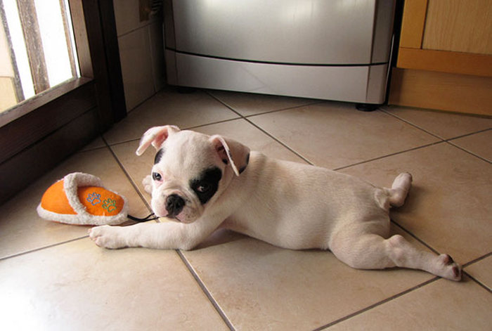 These Beautiful Bulldog Puppies Will Make You Melt (54 pics)