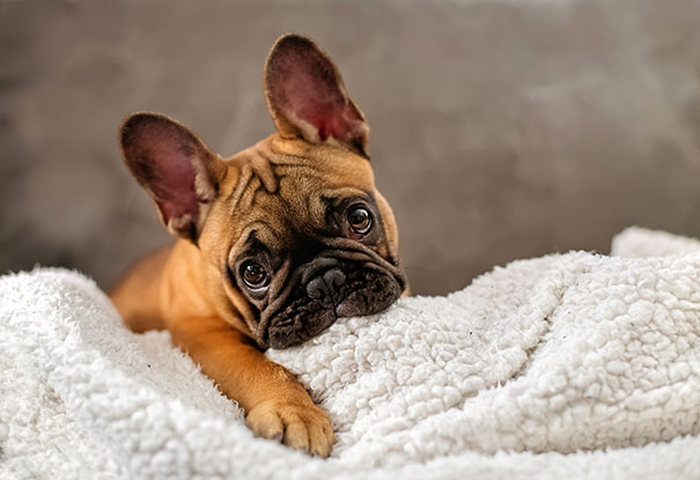 These Beautiful Bulldog Puppies Will Make You Melt (54 pics)