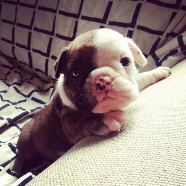These Beautiful Bulldog Puppies Will Make You Melt (54 pics)