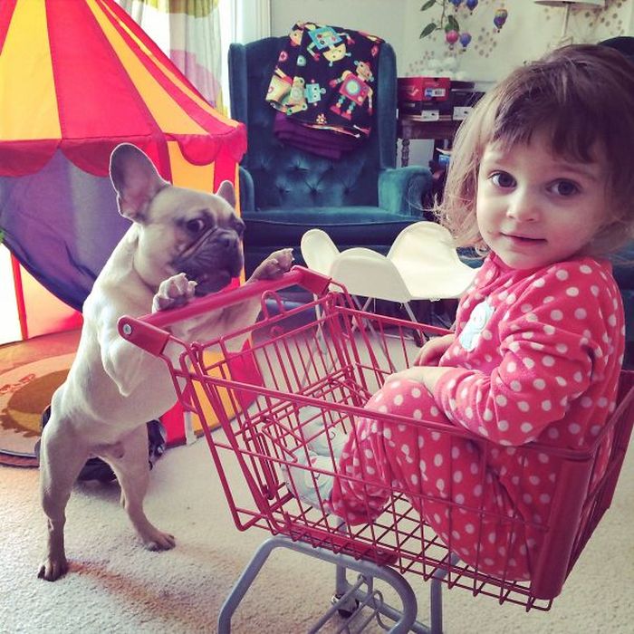 These Beautiful Bulldog Puppies Will Make You Melt (54 pics)