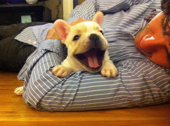 These Beautiful Bulldog Puppies Will Make You Melt (54 pics)