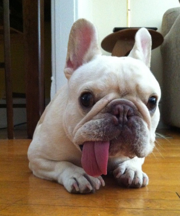 These Beautiful Bulldog Puppies Will Make You Melt (54 pics)