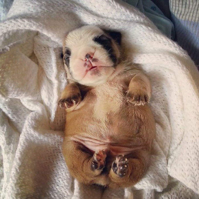 These Beautiful Bulldog Puppies Will Make You Melt (54 pics)