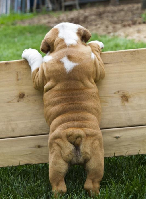 These Beautiful Bulldog Puppies Will Make You Melt (54 pics)