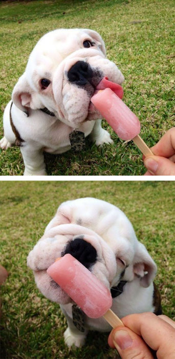 These Beautiful Bulldog Puppies Will Make You Melt (54 pics)