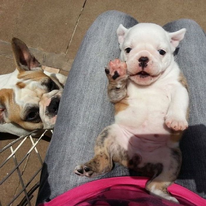 These Beautiful Bulldog Puppies Will Make You Melt (54 pics)
