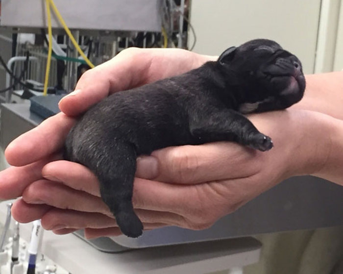These Beautiful Bulldog Puppies Will Make You Melt (54 pics)