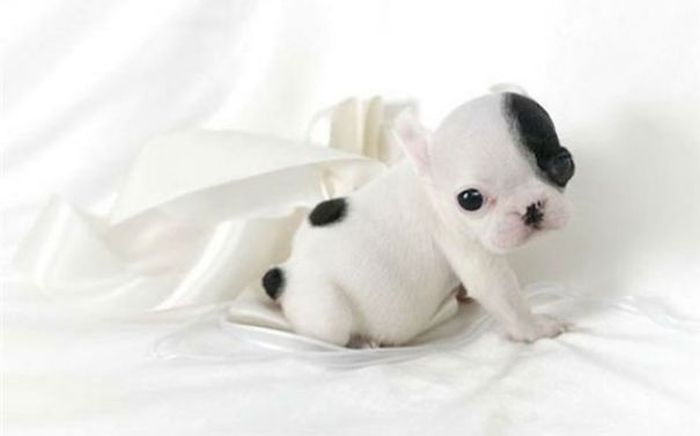 These Beautiful Bulldog Puppies Will Make You Melt (54 pics)