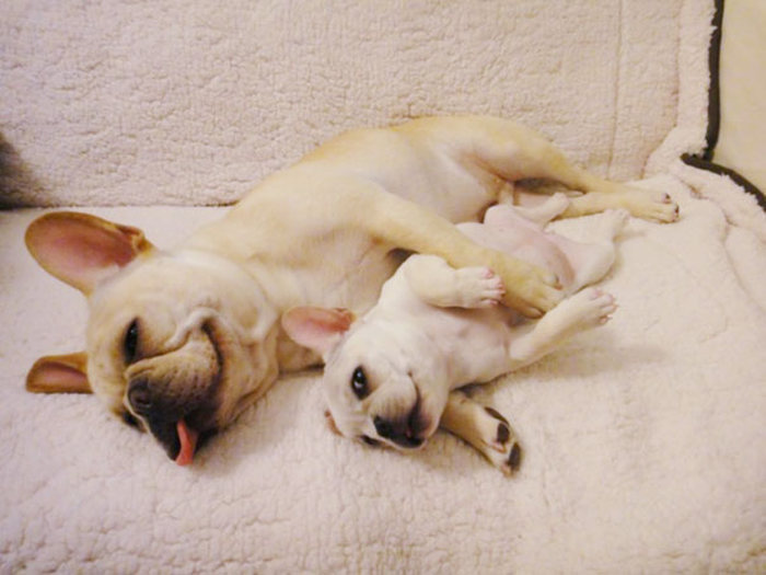 These Beautiful Bulldog Puppies Will Make You Melt (54 pics)