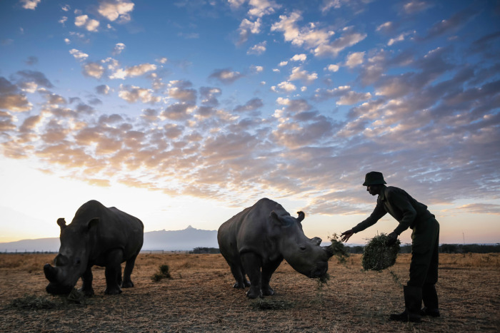 3 Of The Last White Rhinos In The World Are Under Protection (9 pics)