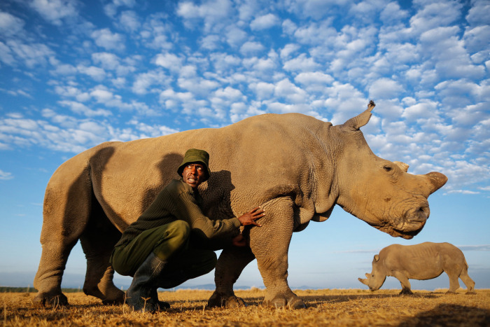 3 Of The Last White Rhinos In The World Are Under Protection (9 pics)
