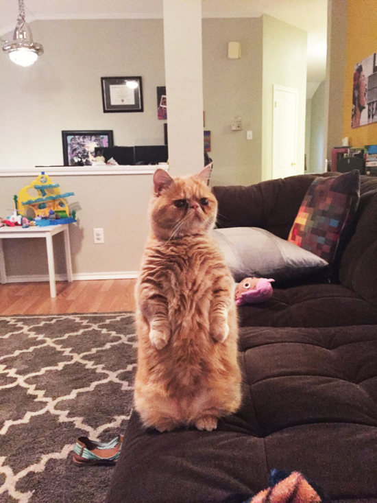 This Cat Prefers Standing On 2 Legs Like A Human (9 pics)