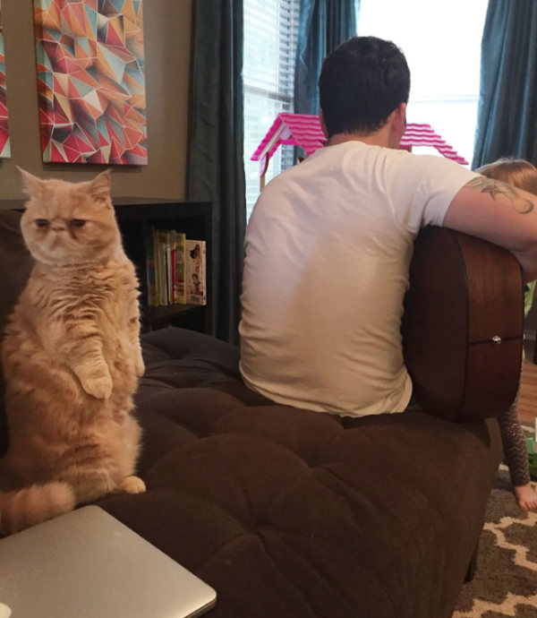 This Cat Prefers Standing On 2 Legs Like A Human (9 pics)
