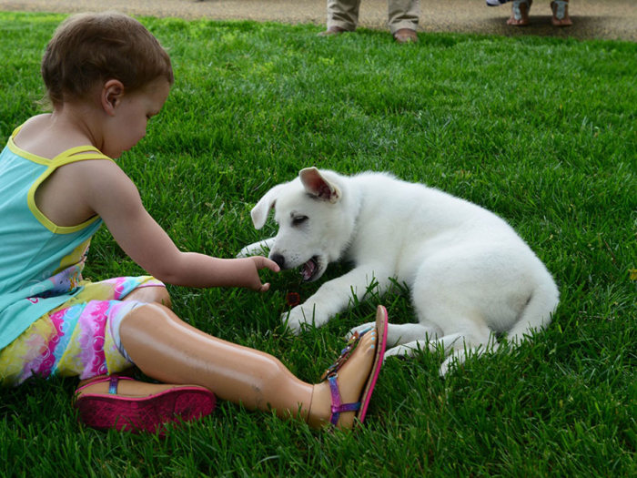 3 Year Old Girl With No Feet Gets A Puppy Without A Paw (8 pics)