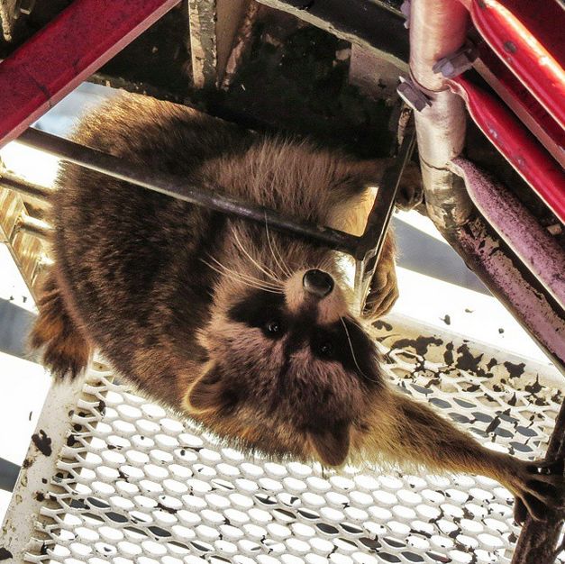 Raccoon Climbs 700 Foot Tall Crane In Toronto (4 pics)