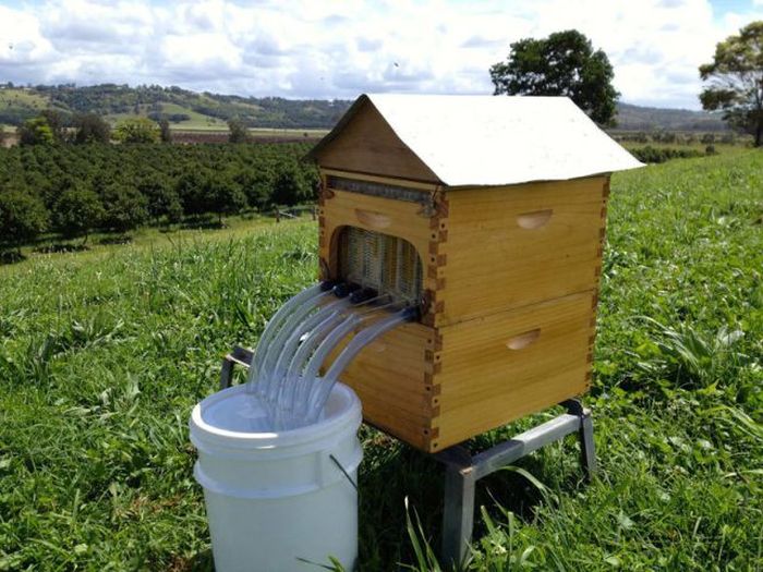 If You Want Honey On Tap This Is The Beehive For You (14 pics)