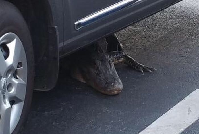 There's A Whole Lot Of Nope Under This Car (2 pics)
