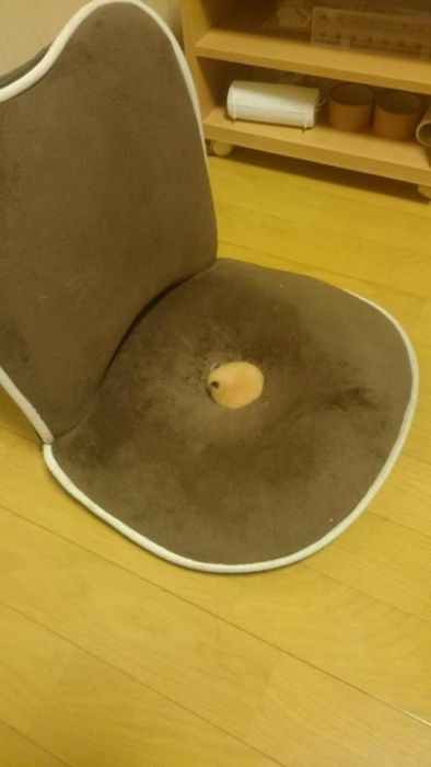 There Is Something Really Sweet Hiding in This Chair (7 pics)
