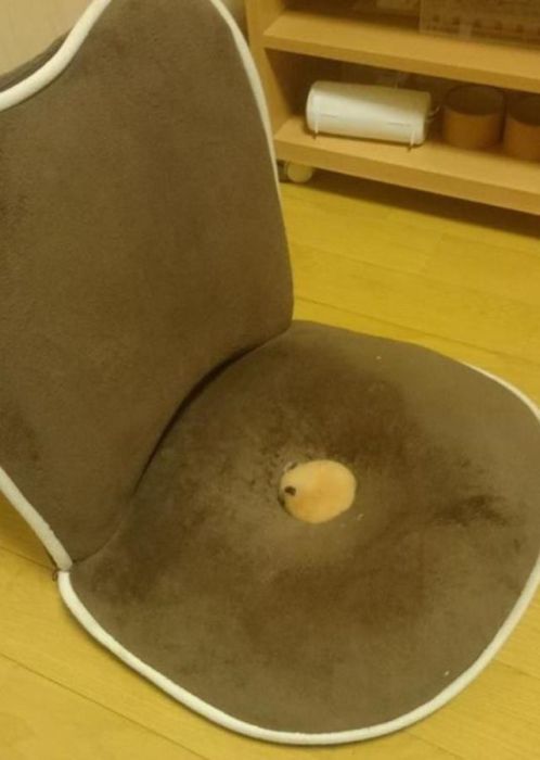 There Is Something Really Sweet Hiding in This Chair (7 pics)