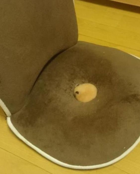 There Is Something Really Sweet Hiding in This Chair (7 pics)