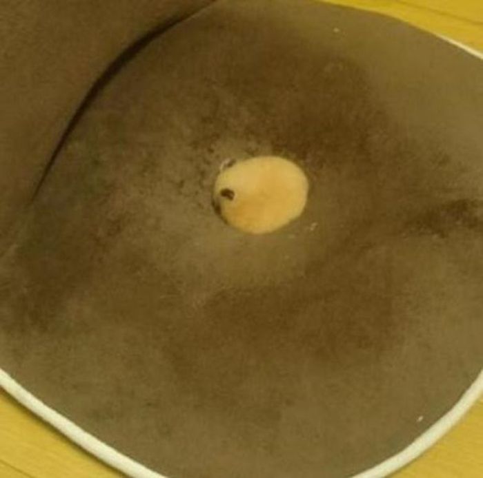 There Is Something Really Sweet Hiding in This Chair (7 pics)