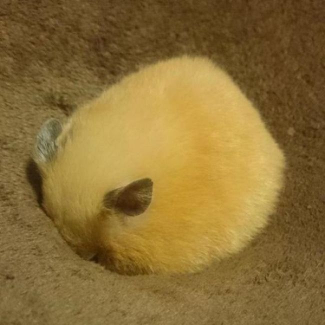 There Is Something Really Sweet Hiding in This Chair (7 pics)