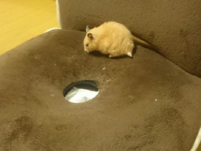There Is Something Really Sweet Hiding in This Chair (7 pics)