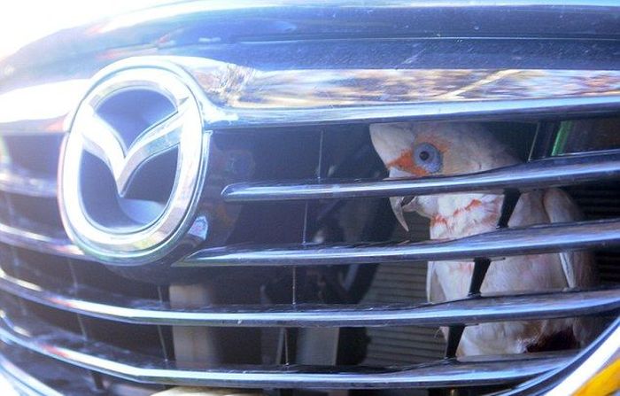 Cockatoo Gets Stuck In A Car Grill (4 pics)