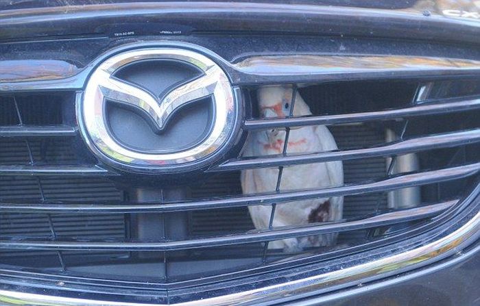 Cockatoo Gets Stuck In A Car Grill (4 pics)